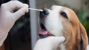 Most Common Vital Diseases In Dog and Cat